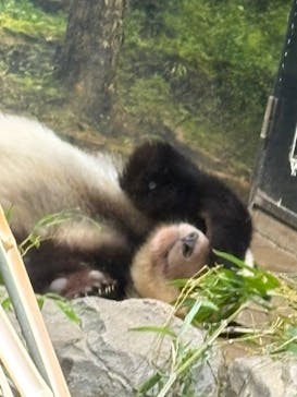 恩賜上野動物園に投稿された画像（2026/1/22）