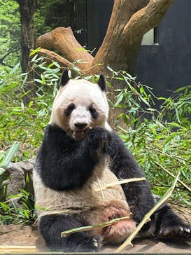恩賜上野動物園に投稿された画像（2026/1/22）