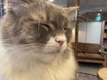 猫カフェモカ　渋谷公園通り店に投稿された画像（2026/1/22）