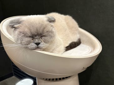 猫カフェモカ　渋谷公園通り店に投稿された画像（2026/1/22）