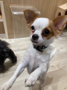 いぬカフェRio 秋葉原店に投稿された画像（2026/1/22）