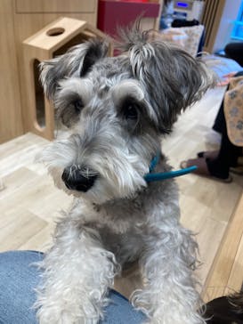 いぬカフェRio 秋葉原店に投稿された画像（2026/1/22）