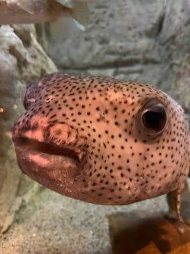 九十九島水族館海きららに投稿された画像（2026/1/22）