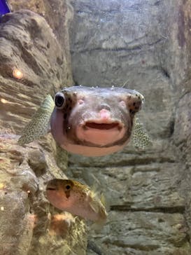 九十九島水族館海きららに投稿された画像（2026/1/22）