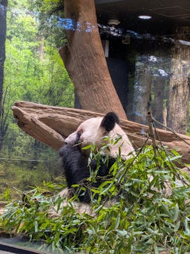 恩賜上野動物園に投稿された画像（2026/1/22）