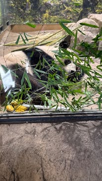 恩賜上野動物園に投稿された画像（2026/1/22）