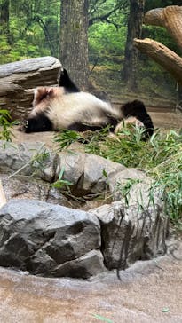 恩賜上野動物園に投稿された画像（2026/1/22）