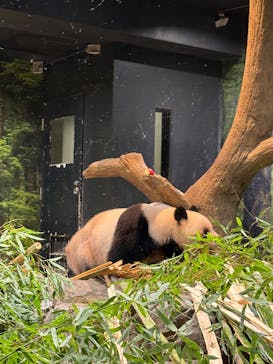 恩賜上野動物園に投稿された画像（2026/1/22）