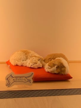 オーシャンスパ Fuuaに投稿された画像（2026/1/22）