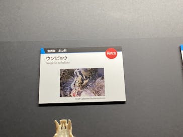 特別展「大哺乳類展３－わけてつなげて大行進」に投稿された画像（2026/1/22）