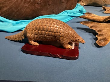 特別展「大哺乳類展３－わけてつなげて大行進」に投稿された画像（2026/1/22）