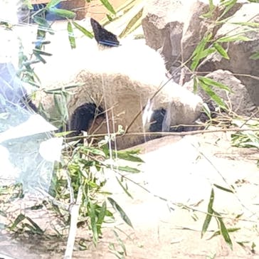恩賜上野動物園に投稿された画像（2026/1/22）
