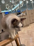 猫カフェモカ　イオンモール高崎店に投稿された画像（2026/1/23）