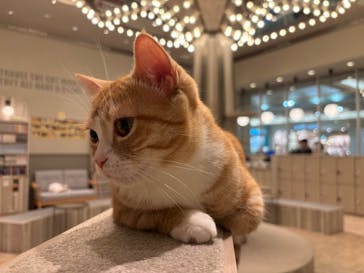 猫カフェモカ　イオンモール高崎店に投稿された画像（2026/1/22）