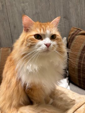 猫カフェモカ　イオンモール高崎店に投稿された画像（2026/1/22）