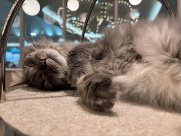 猫カフェモカ　イオンモール高崎店に投稿された画像（2026/1/22）