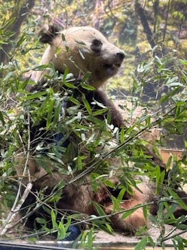 恩賜上野動物園に投稿された画像（2026/1/22）