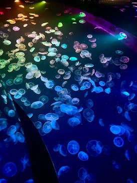 すみだ水族館に投稿された画像（2026/1/22）