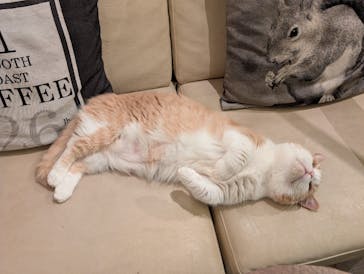 猫カフェモカ　池袋東口店に投稿された画像（2026/1/23）