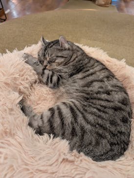 猫カフェモカ　池袋東口店に投稿された画像（2026/1/23）