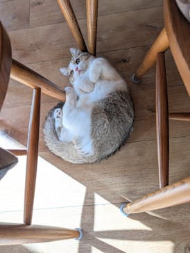 猫カフェモカ　池袋東口店に投稿された画像（2026/1/23）