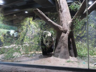 恩賜上野動物園に投稿された画像（2026/1/23）