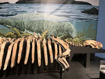 特別展「大絶滅展―生命史のビッグファイブ」に投稿された画像（2026/1/23）