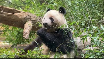 恩賜上野動物園に投稿された画像（2026/1/23）