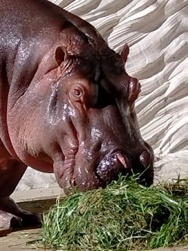 恩賜上野動物園に投稿された画像（2026/1/23）