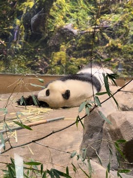 恩賜上野動物園に投稿された画像（2026/1/23）