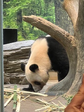 恩賜上野動物園に投稿された画像（2026/1/23）