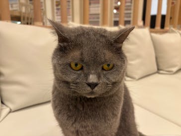 猫カフェモカ　イオンモール幕張新都心店に投稿された画像（2026/1/23）