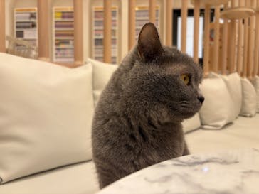 猫カフェモカ　イオンモール幕張新都心店に投稿された画像（2026/1/23）