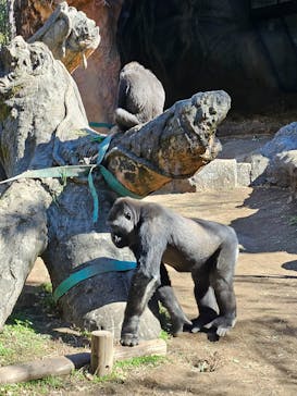 恩賜上野動物園に投稿された画像（2026/1/23）
