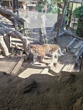 恩賜上野動物園に投稿された画像（2026/1/23）