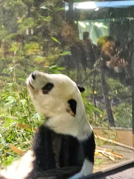 恩賜上野動物園に投稿された画像（2026/1/23）
