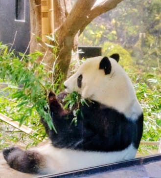 恩賜上野動物園に投稿された画像（2026/1/23）