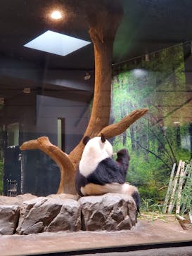 恩賜上野動物園に投稿された画像（2026/1/23）