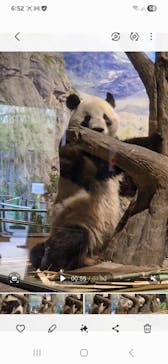 恩賜上野動物園に投稿された画像（2026/1/23）