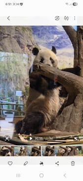 恩賜上野動物園に投稿された画像（2026/1/23）