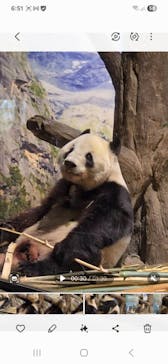 恩賜上野動物園に投稿された画像（2026/1/23）