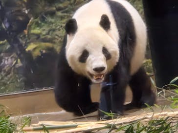 恩賜上野動物園に投稿された画像（2026/1/23）