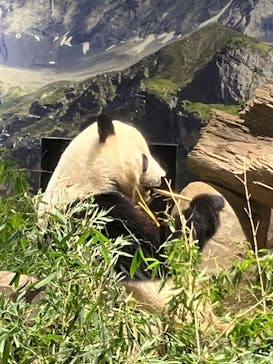 恩賜上野動物園に投稿された画像（2026/1/23）