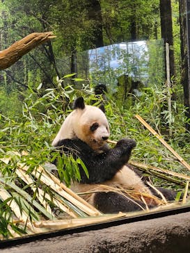 恩賜上野動物園に投稿された画像（2026/1/23）