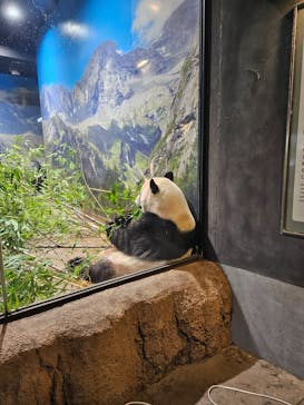 恩賜上野動物園に投稿された画像（2026/1/23）