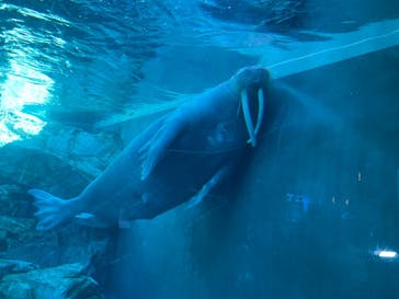 大分マリーンパレス水族館 「うみたまご」に投稿された画像（2026/1/23）