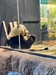 恩賜上野動物園に投稿された画像（2026/1/23）