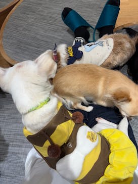 いぬカフェRio 新宿店に投稿された画像（2026/1/23）