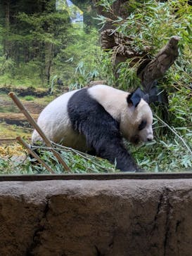 恩賜上野動物園に投稿された画像（2026/1/23）