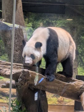 恩賜上野動物園に投稿された画像（2026/1/23）